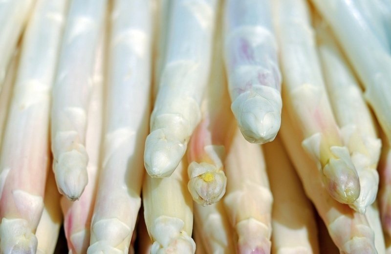 Aspergeseizoen op Camping Geelenhoof