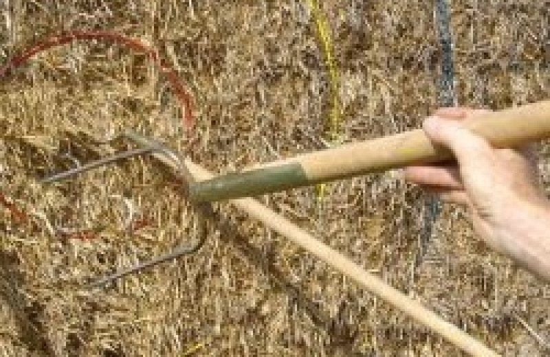 Boerendart midden limburg